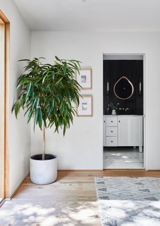 Potted tree in a living room