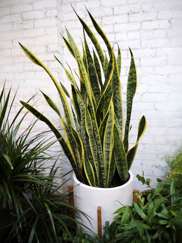 These Snake Plant Benefits Are Plenty Reason to Adopt One ASAP