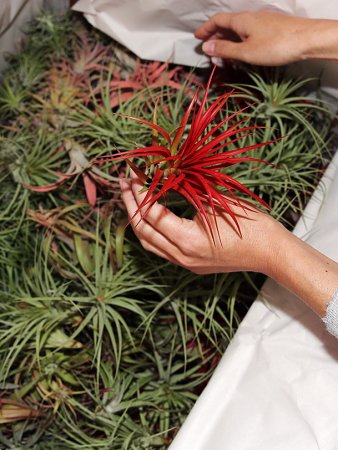 When It Comes to Easy Upkeep Greenery, Air Plants Win