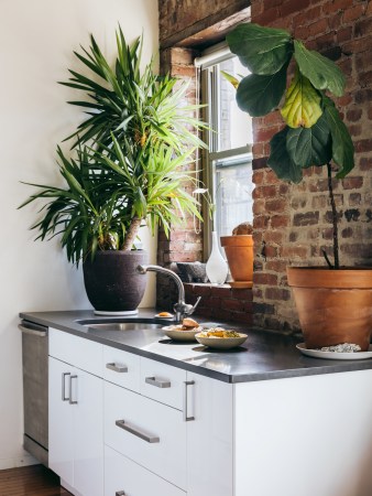 kitchen with plants on counter