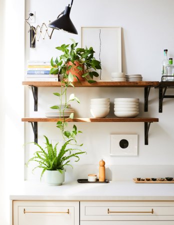 plants on shelves