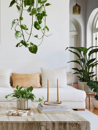 Before the Insta-Famous Fiddle-Leaf Fig, We Had the Pothos