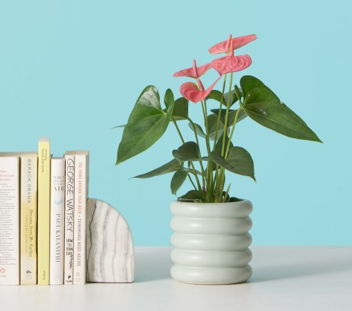 anthurium in blue ribbed pot next to books