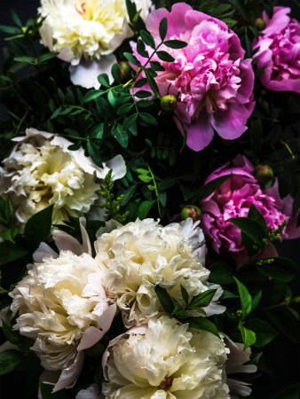 purple and white flowers