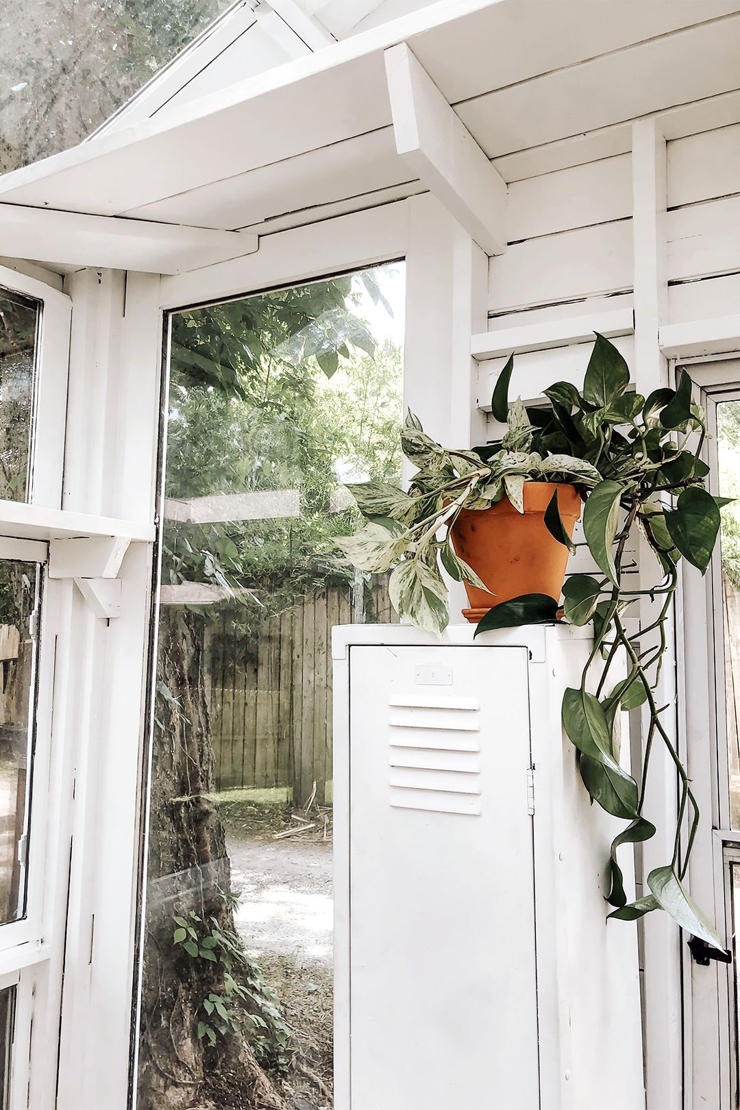 Plant inside greenhouse