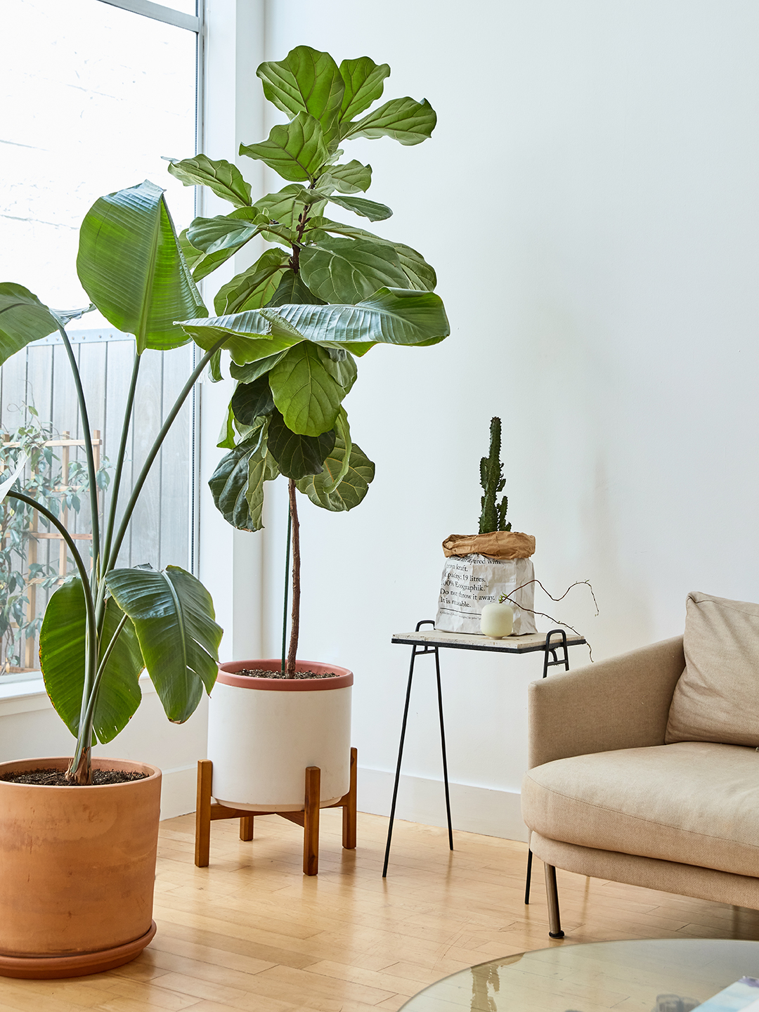 two large trees in a bright living room