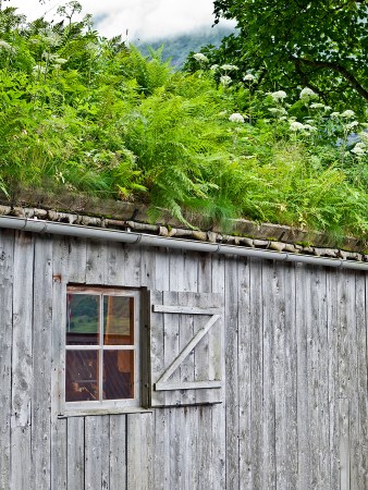 wood shed covered in grass