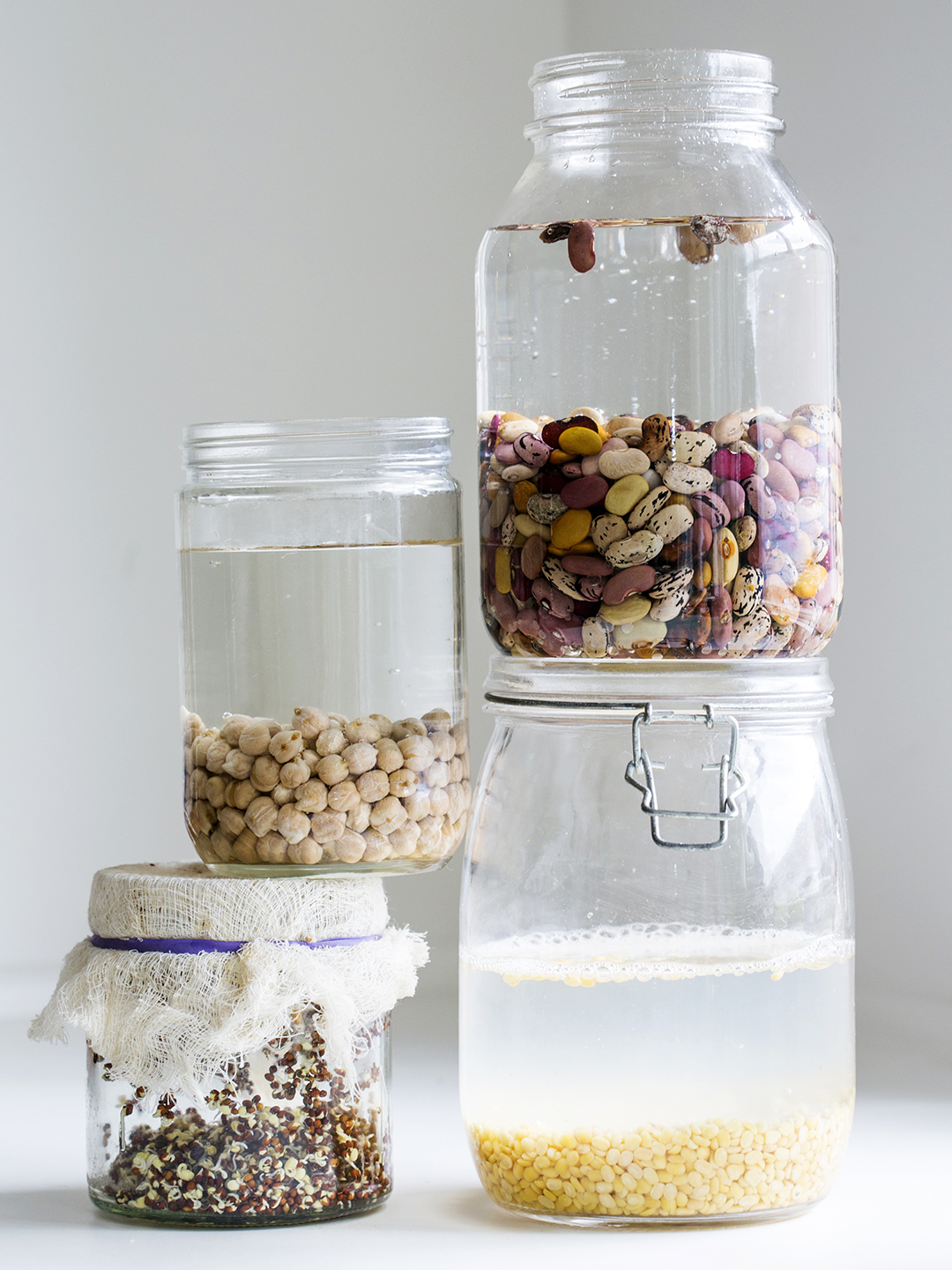 Assorted beans and lentils sprouting