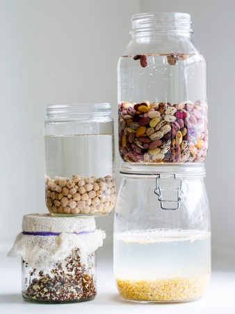 Assorted beans and lentils sprouting