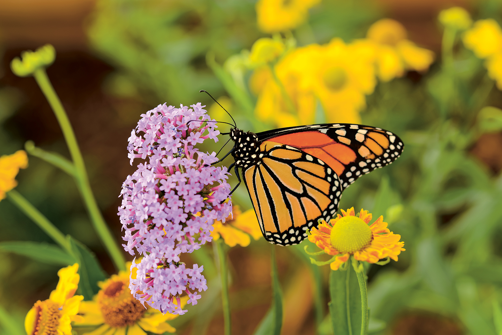 Butterfly on flower