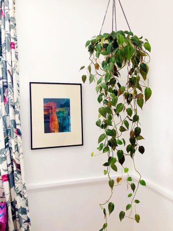 trailing greenery hanging in a corner