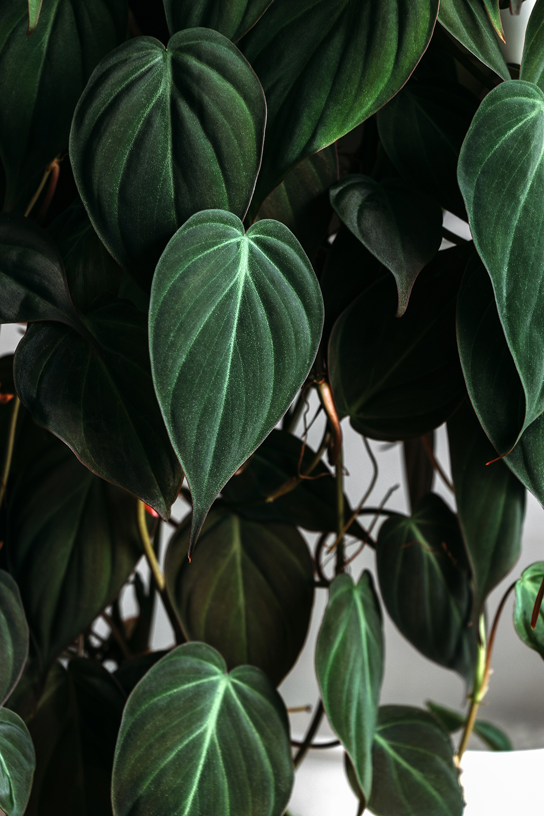 heart shaped plant leaves