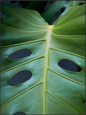 monstera leaf