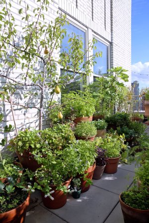 Outdoor container garden