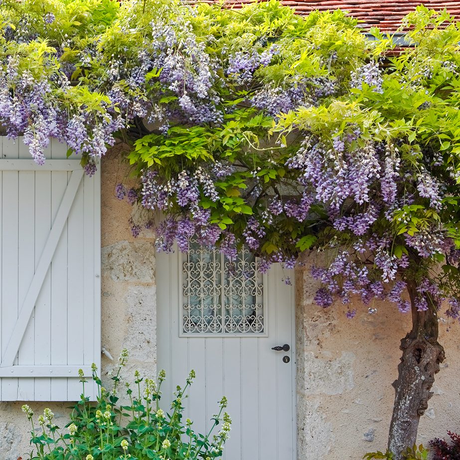 wisteria over doorway