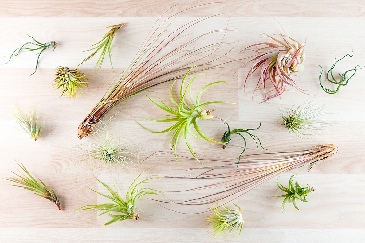 Assortment of air plants