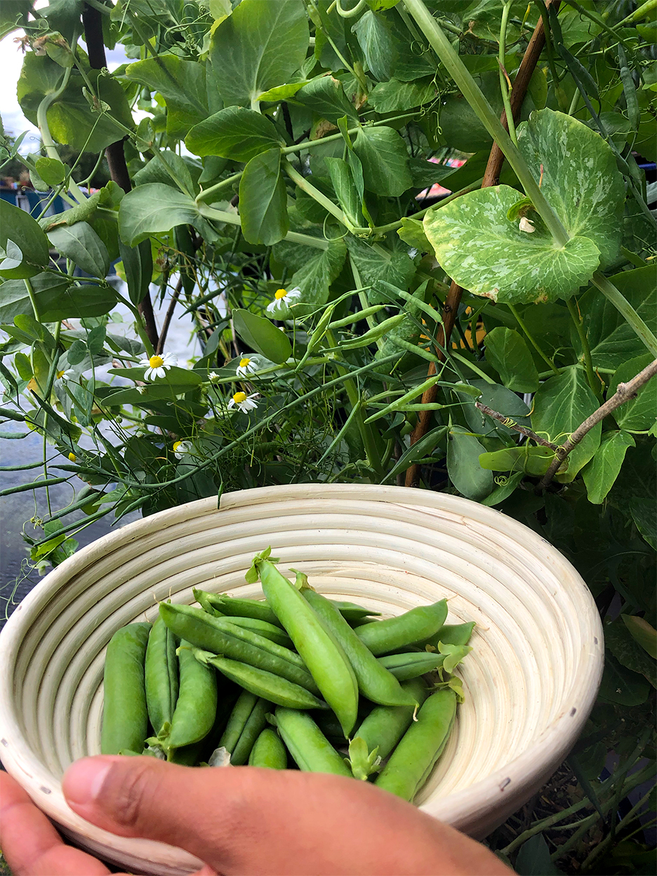 snap peas