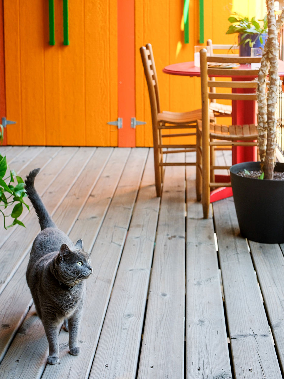 cat walking on deck