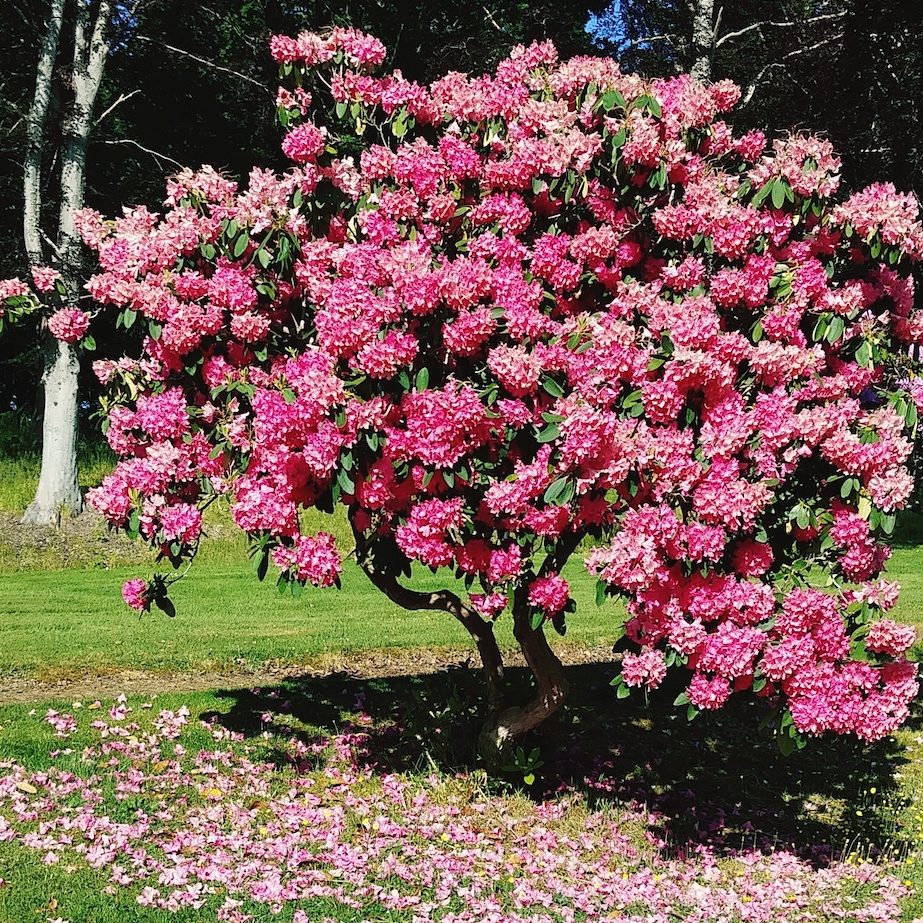 flowering magnolia tree