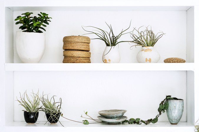 Air plants on shelf