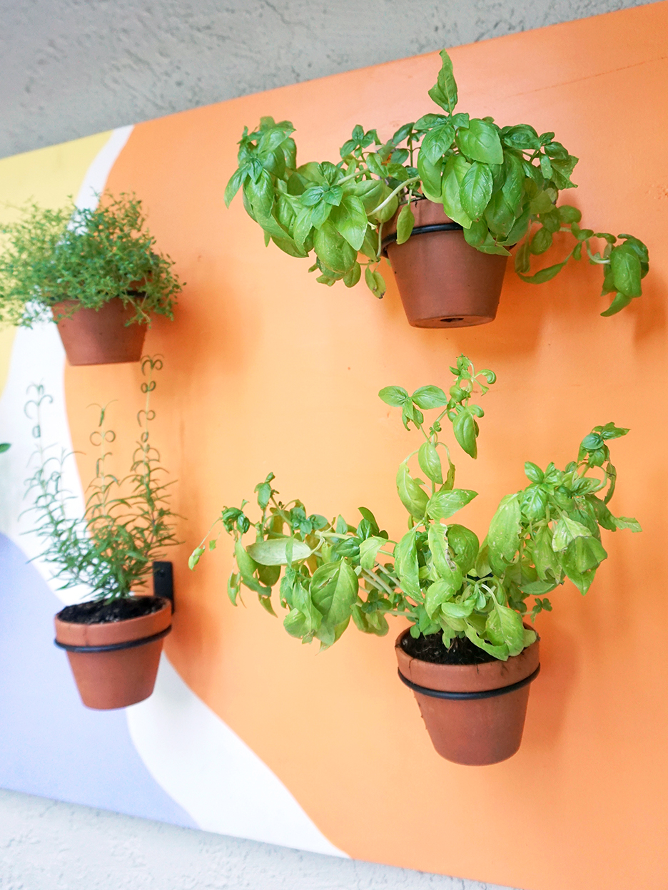 herb garden hung up on wooden plank