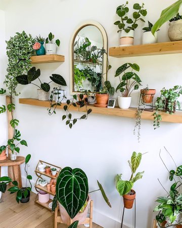 Plants on floating shelves