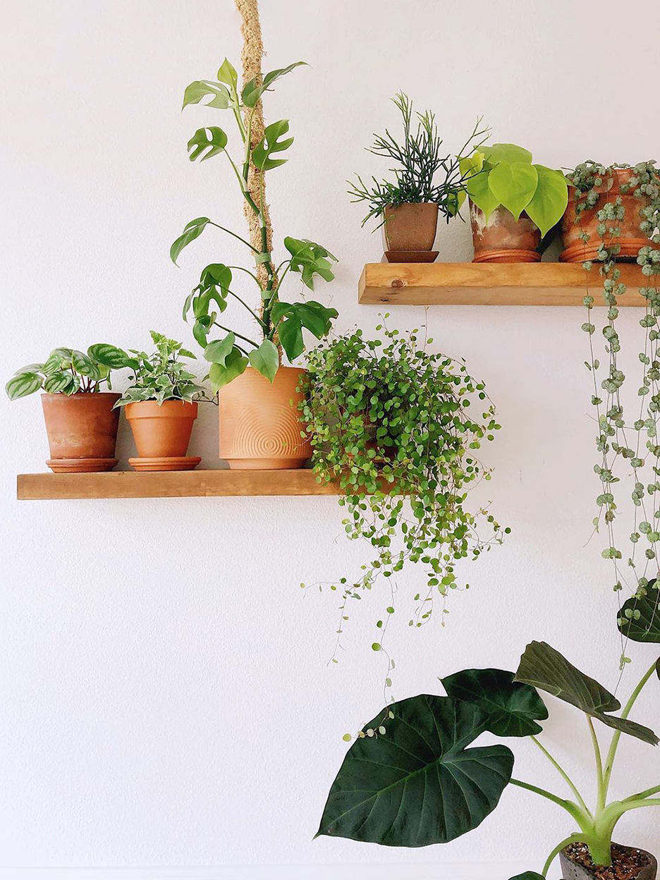 Floating plant shelves