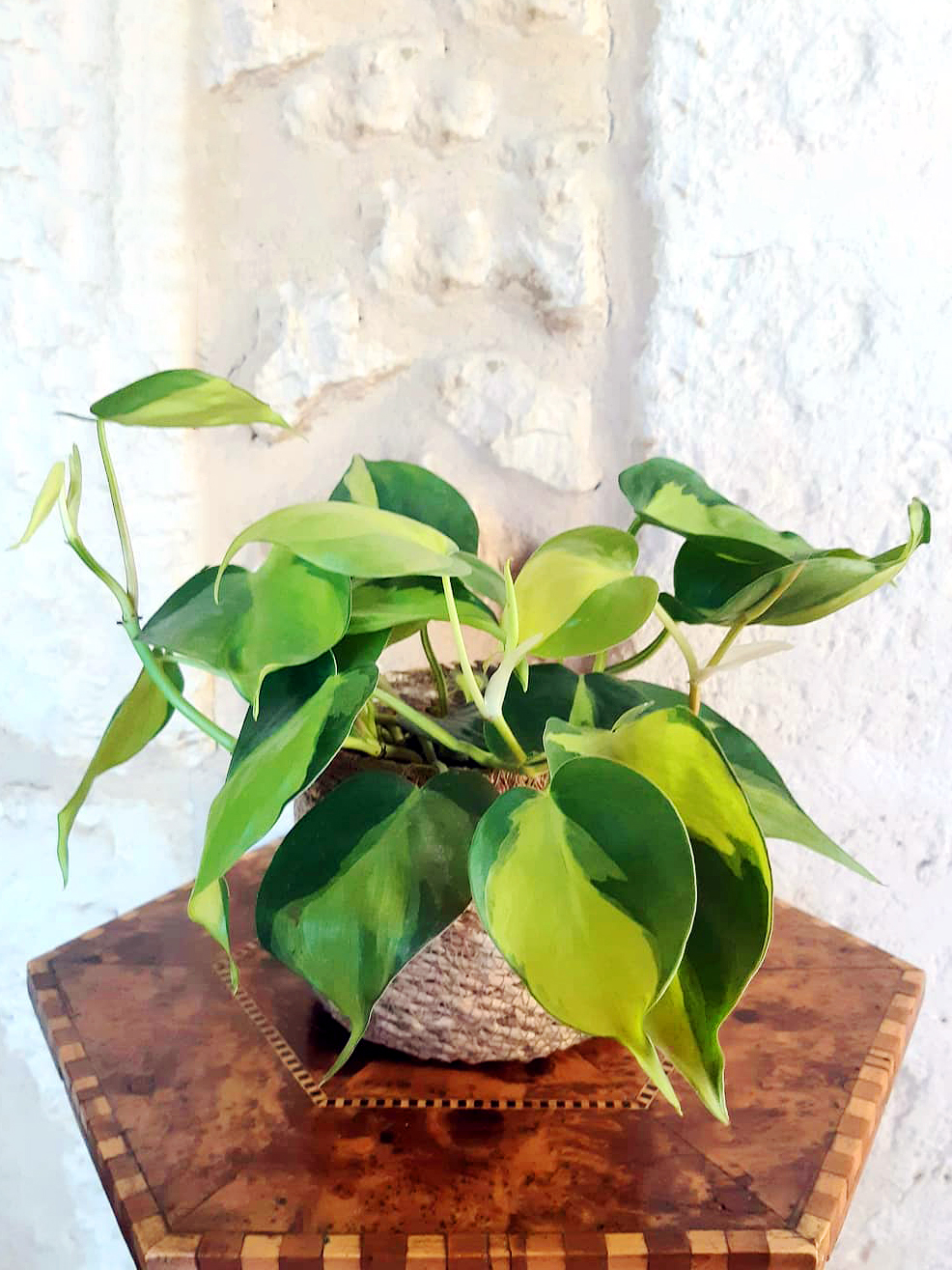 philodendron brasil