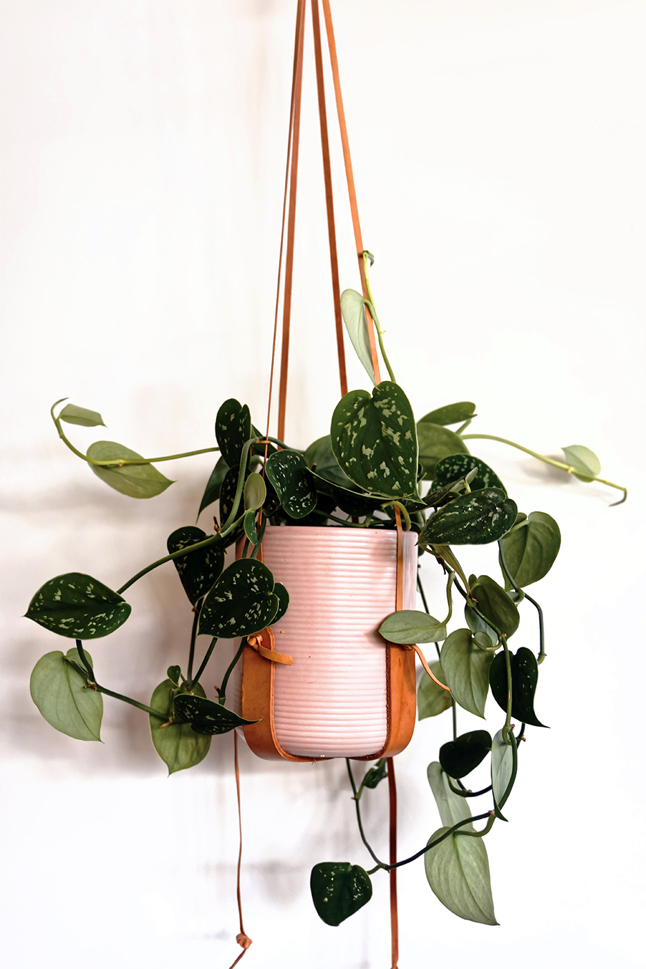 Satin pothos