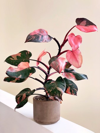 Pink princess philodendron