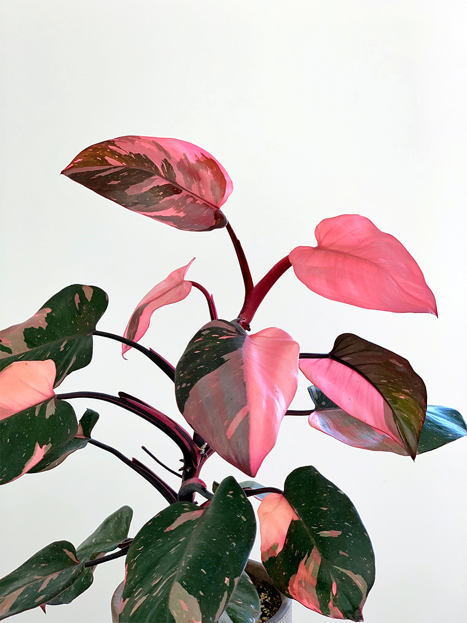 Pink princess philodendron