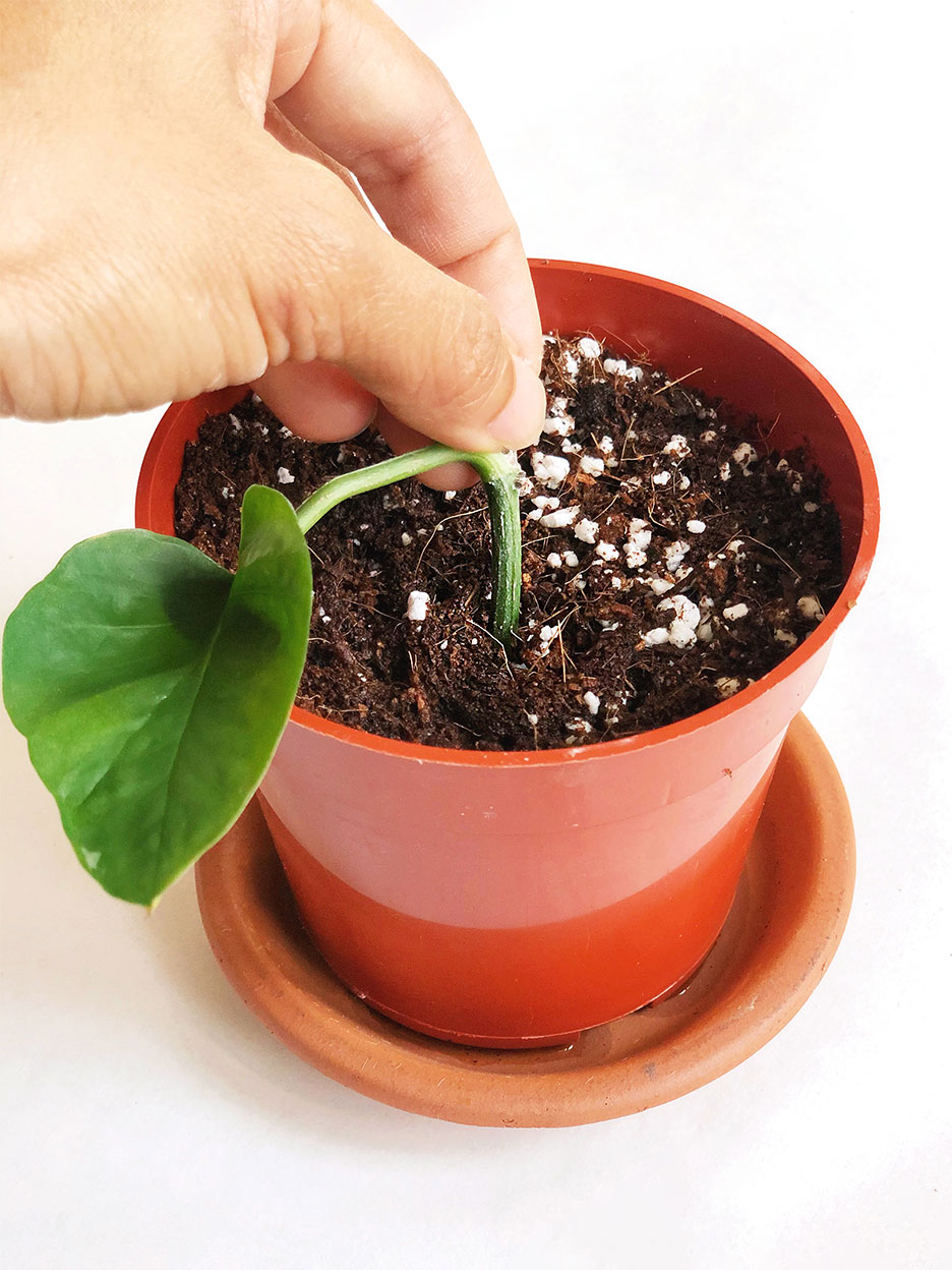 plant cutting going in pot