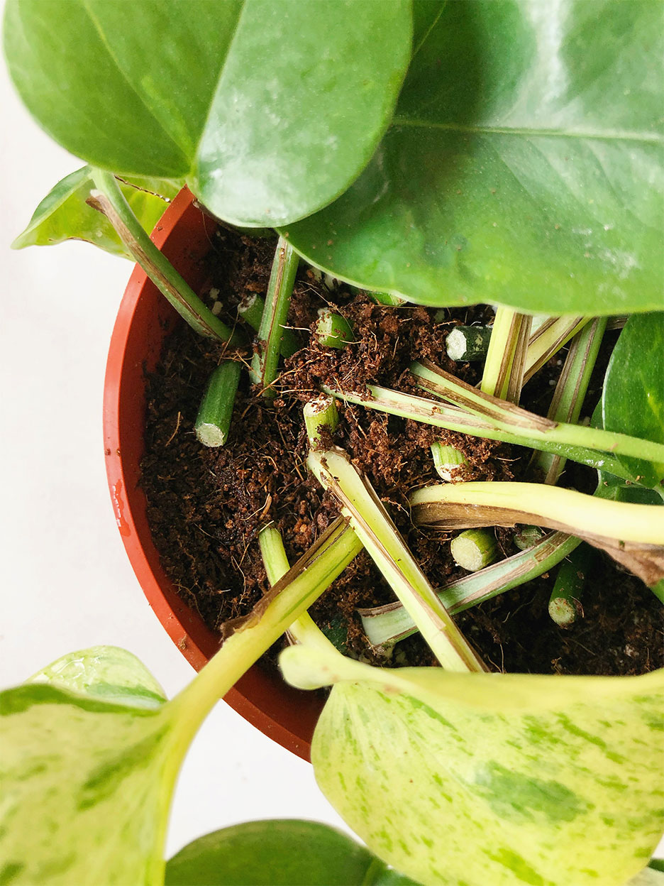 pot full of plant cuttings