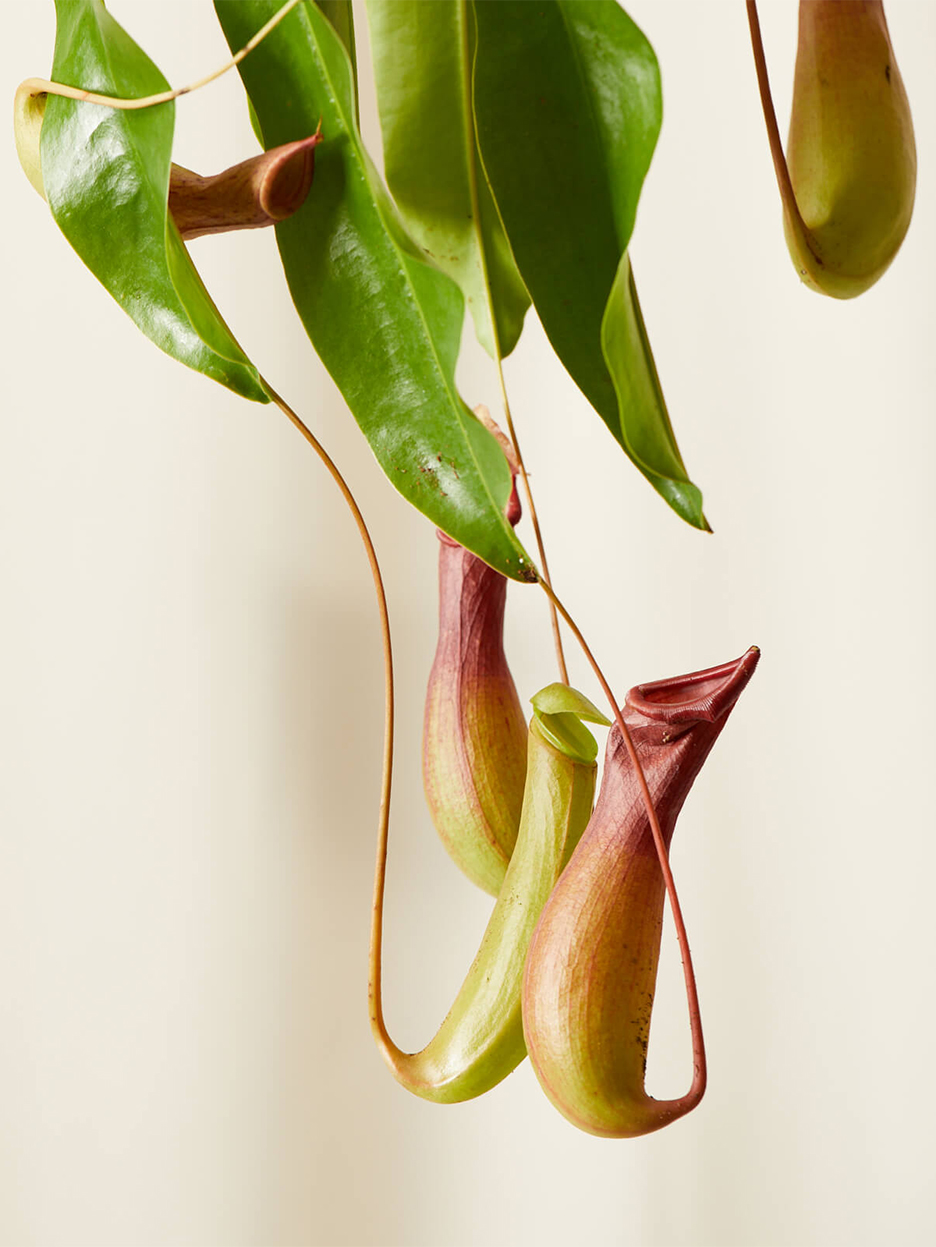 plant that looks like pitchers