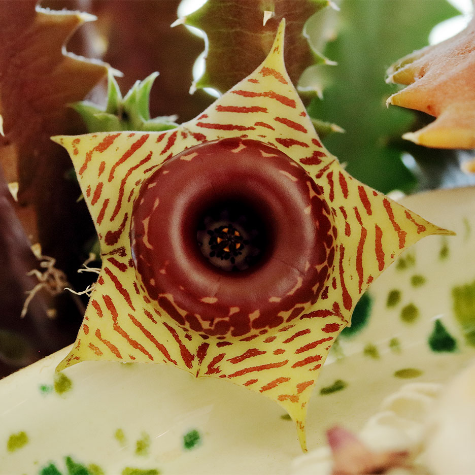 blossoming plant with red center