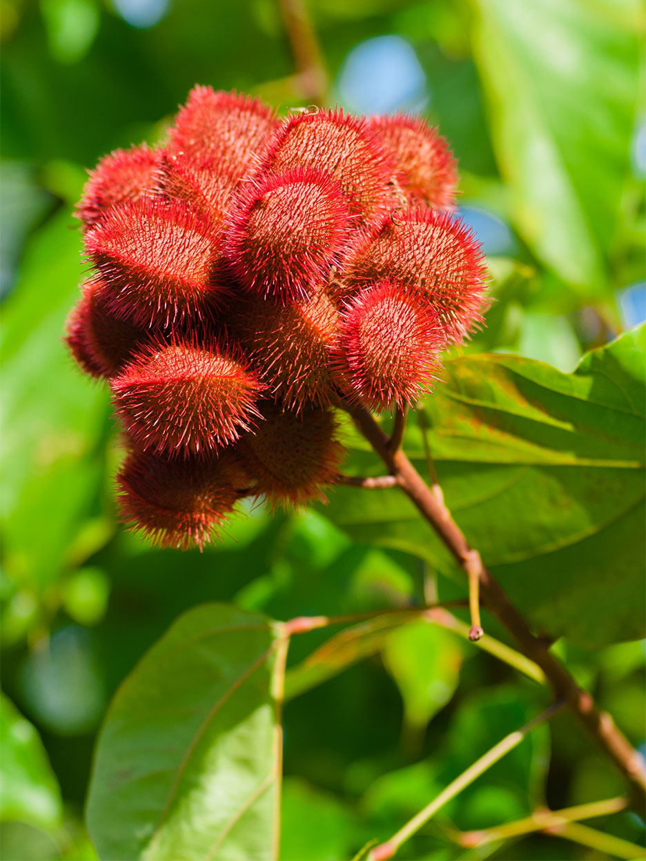 red fuzzy flower