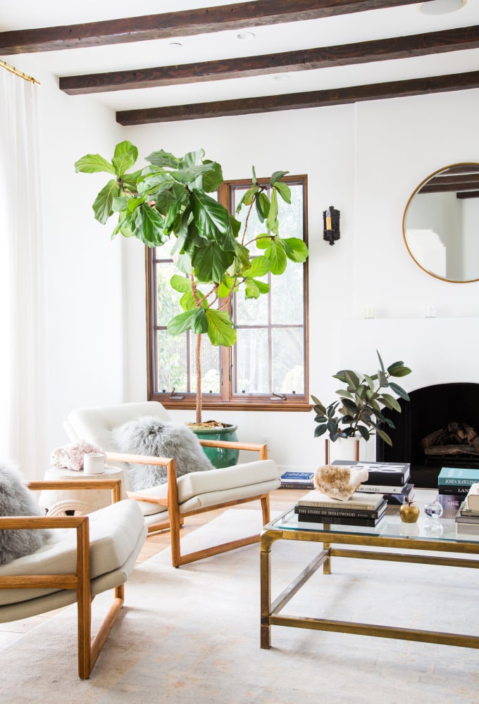 tree in modern living room