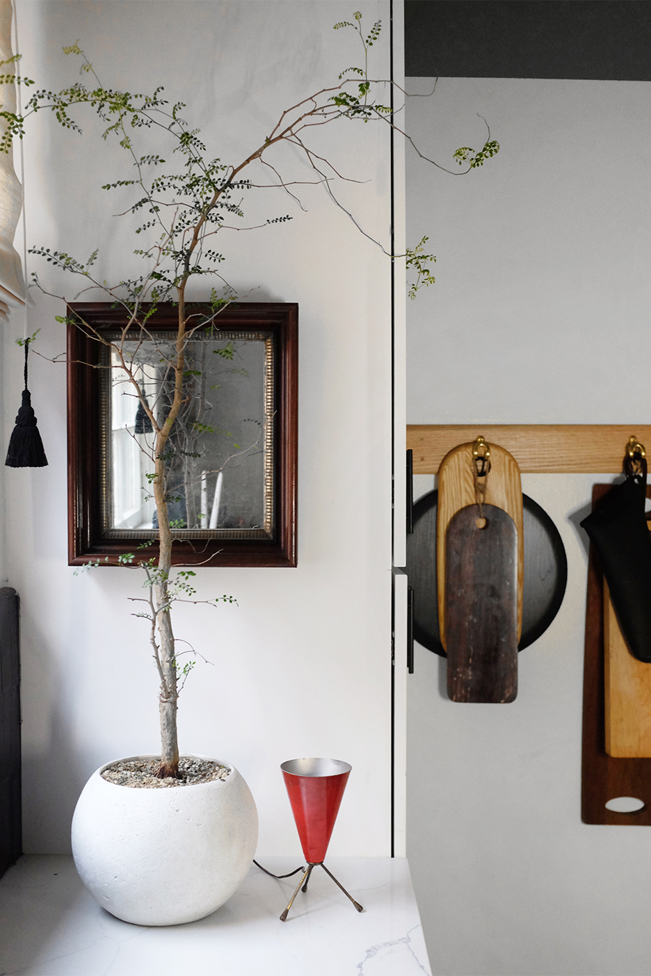 plant and light on counter