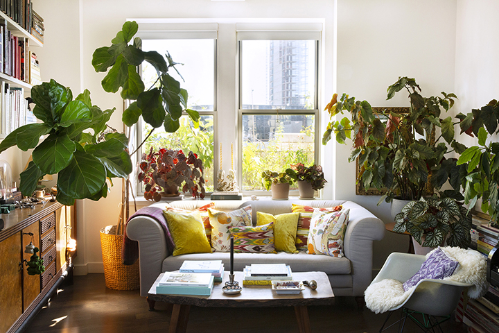 Fiddle leaf fig tree by a window and sofa