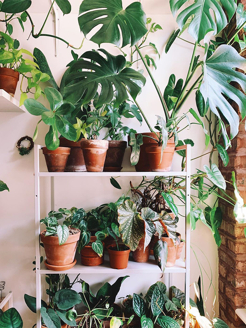 Plants on a white shelving unit