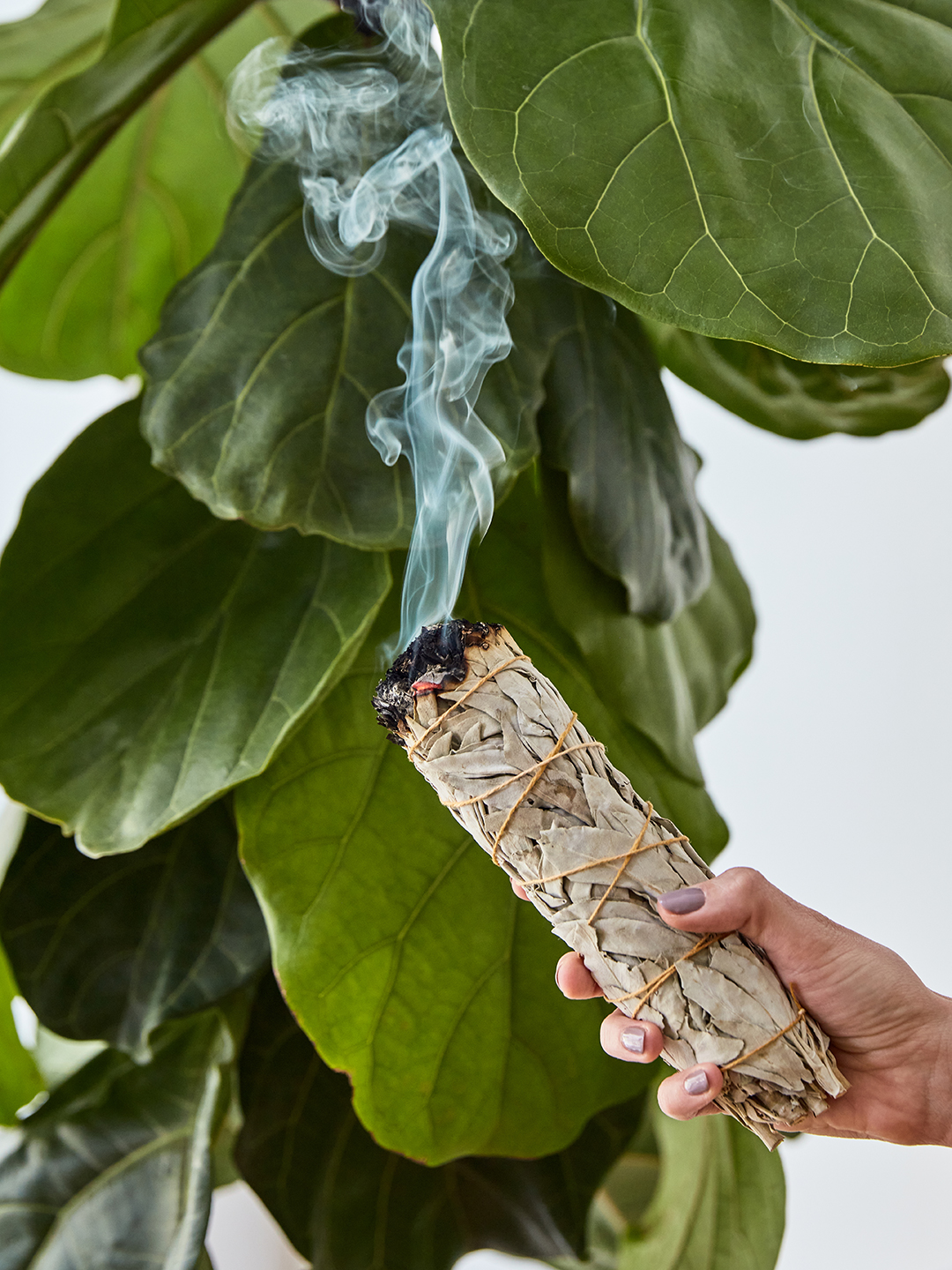 Sage burning in front of a plant