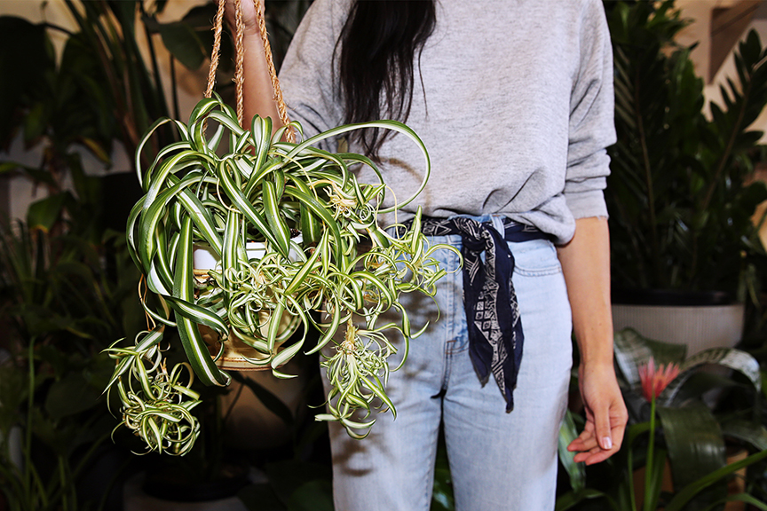 Woman holding air plants in a store