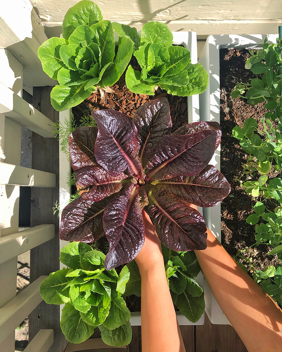 hand holding harvested vegetable