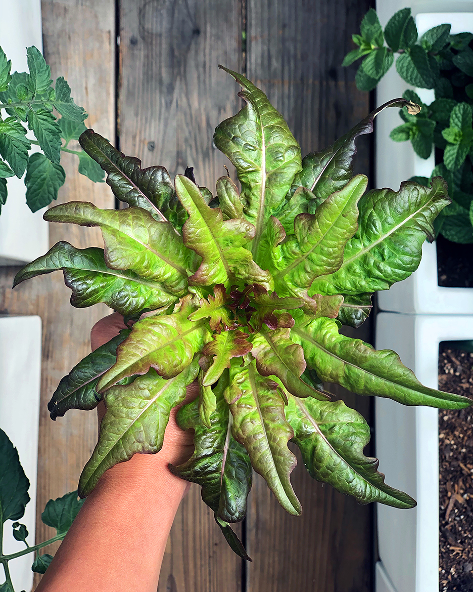 hand holding harvested vegetable