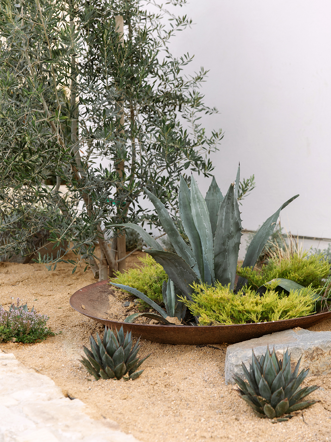 cacti in shallow planter