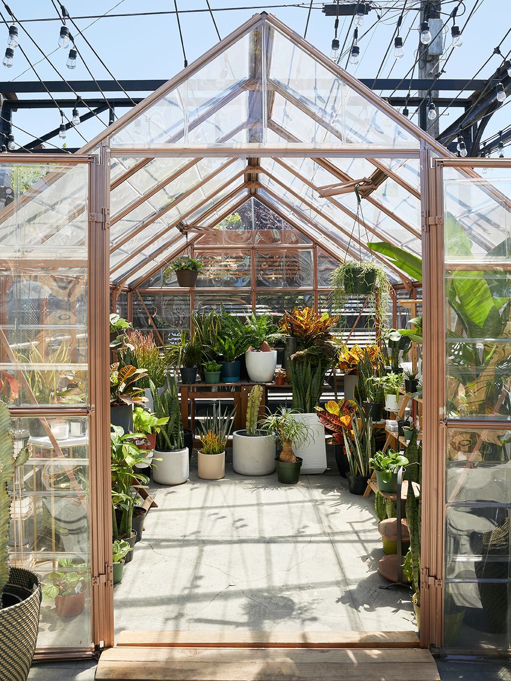 glass greenhouse filled with plants
