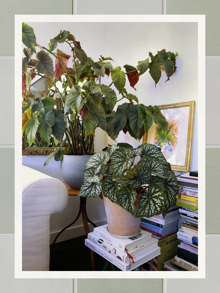 Low light indoor plants on a side table