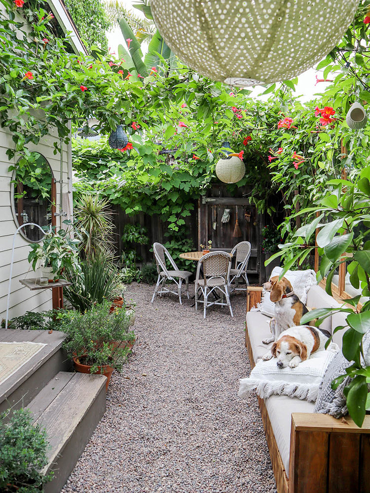 dogs on outdoor sofa