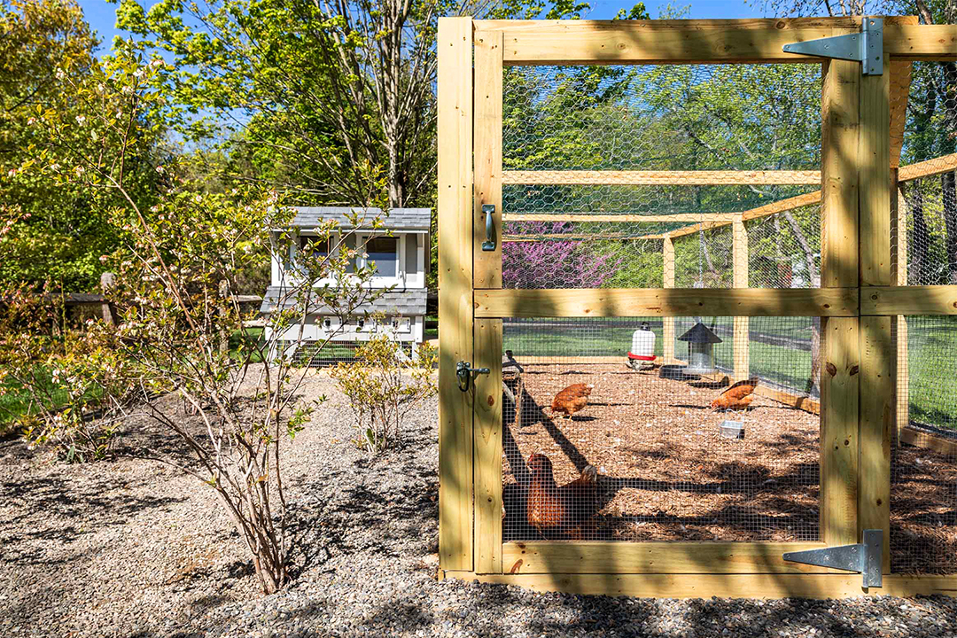 Chicken Coop