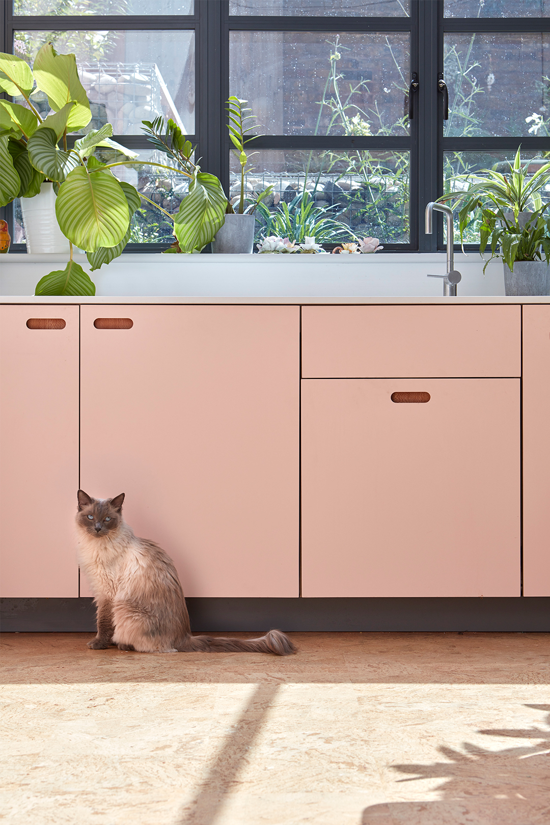 cat in front of pink kitchen cabinets